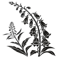 black and white foxglove 