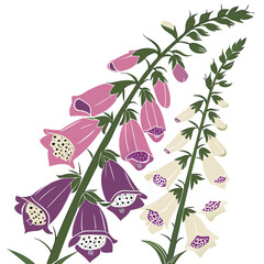 foxglove vector © MOHAMMADRIPON