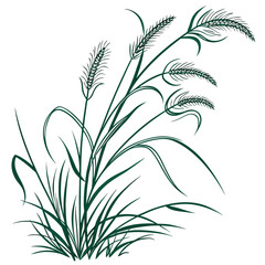 fountain grass green on white background 