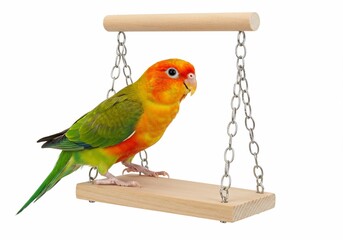 Sun Conure Perched on Wooden Swing Against White Background