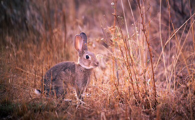 coelho no pasto seco