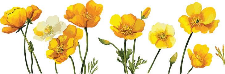 Close Up of California Golden Poppy Yellow Petals