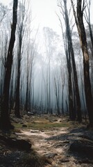 Obraz premium Stunning photo of sunlight streaming through tall trees in a misty forest, creating a serene scene.