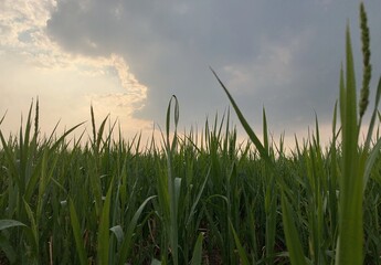 Fototapeta premium Low angle green grass field with winding narrow footpath leading to distant rolling horizon under ominous dark storm clouds 