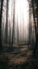 Fototapeta premium Stunning photo of sunlight streams through tall trees in a dense forest with a misty atmosphere.