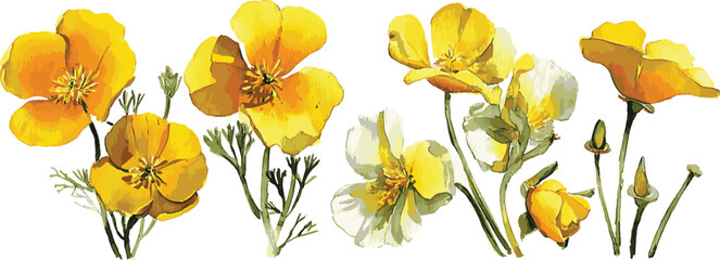 California Golden Poppy Yellow Flowers Close Up