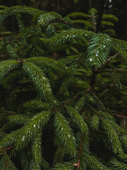 Spruce tree branches with raindrops close-up