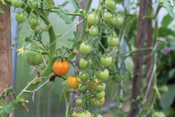 tomato on a tree