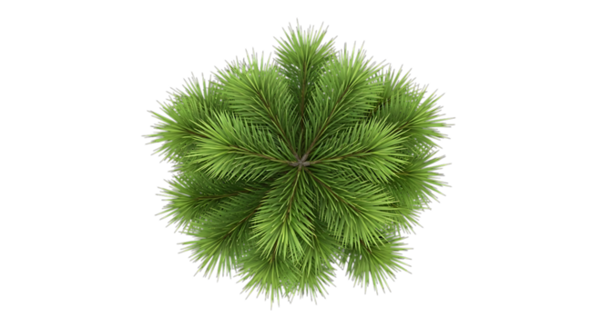 Top down view of a lush green dense bushy plant with sharp prickly edges