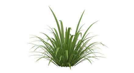 Isolated ornamental plant with long thin leaves, tuft grass foliage for outdoor garden lawn
