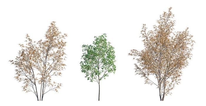 Amelanchier lamarckii small tree or shrub (Snowy Mespilus or Juneberry) isolated png on a transparent background premium nature cutout