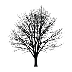 tree silhouette isolated on white