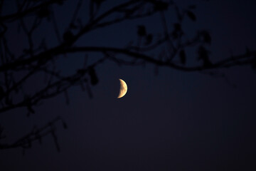 Crescent moon framed by dark branches against night sky, symbolizing mystery, solitude, and the eternal rhythm of nature’s silent presence.