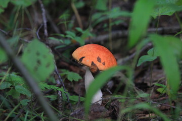 aspen mushroom in a summer forest
