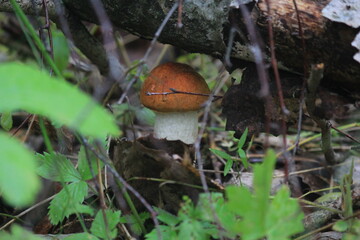 aspen mushroom in a summer forest