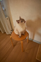 Close up of a fluffy blue-eyed cat sticking its tongue, licking its whiskers, white background