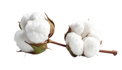 Soft Focus Photography of Fluffy Cotton Bolls on Stems, Conveying Natural Fiber, Organic Material, and Textile Concepts.