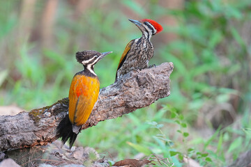 Common Flameback (Dinopium javanense) bird perching on stump. Bird watching in natural habitats in the forest.
