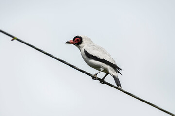 Close up view of a Masked Tityra (Tityra semifasciata) male perched on an electrical cable.