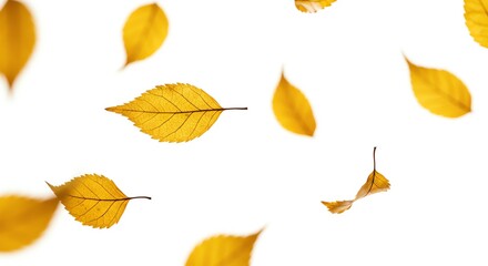 Fototapeta premium Falling autumn leaves with transparent background