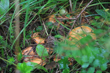 saffron milk cap mushrooms in the summer grass