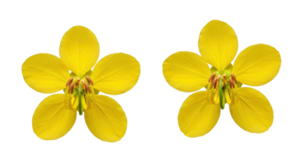 Isolated blossoming Senna spectabilis tree flowers, golden wonder plant with five petals