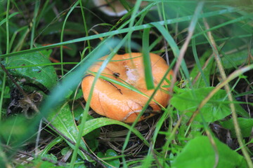 The red pine mushroom grows in the summer grass