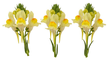 Isolated bunch of beautiful yellow toadflax flowers, blooming dragon flower in sunlight