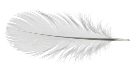 Isolated white feather, delicate barbs and downy texture, purity and angelic symbolism