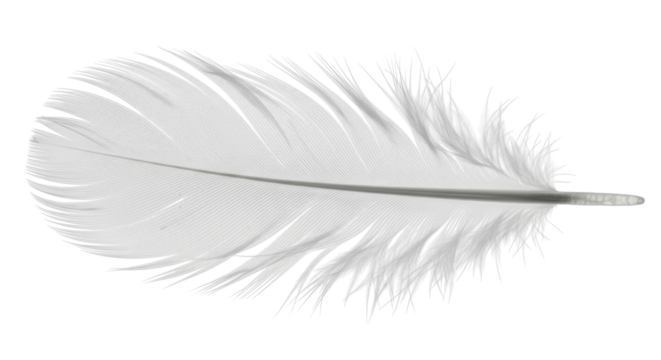 Isolated white feather, delicate barbs and downy texture, purity and angelic symbolism