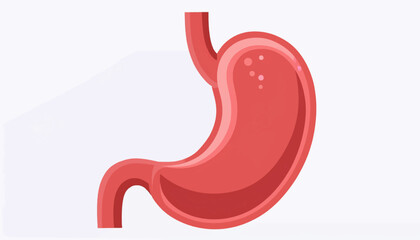 Obraz premium Illustration of a human stomach with visible internal structures, depicted in a simplified, cartoonish style against a plain background.