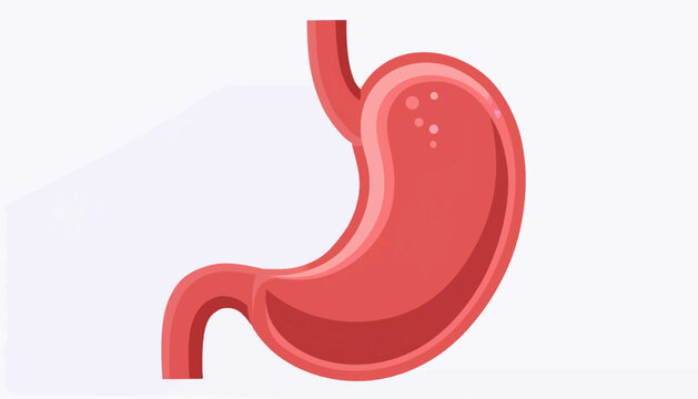 Illustration of a human stomach with visible internal structures, depicted in a simplified, cartoonish style against a plain background.