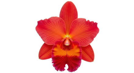 Isolated vivid red Cattleya orchid flower, close-up, blooming tropical blossom plant