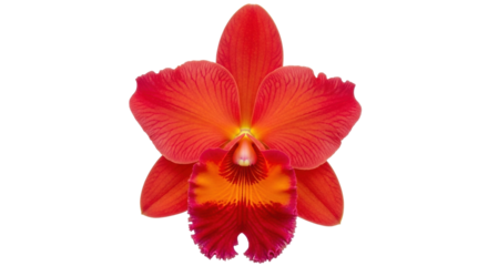 Isolated vivid red Cattleya orchid flower, close-up, blooming tropical blossom plant