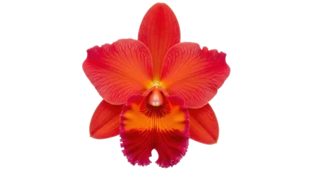 Fotobehang Orchidee Isolated vivid red Cattleya orchid flower, close-up, blooming tropical blossom plant  © Anna