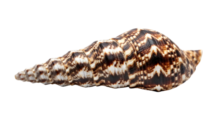 Spiral Seashell with Brown and White Zigzag Pattern