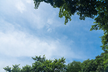 Bottom-up view of green tree leaves, Leaf frame on blue sky background.