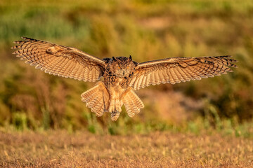 dragonfly sitting on a leaf