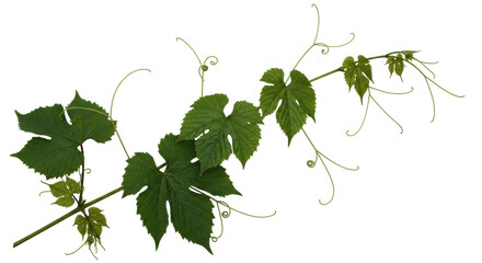 Isolated grapevine branch with green leaves and tendrils, vineyard foliage in sunlight, stem