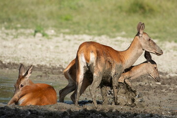 The doe and calf rest in the mud during the hot summer days