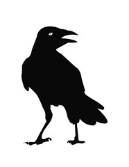 crow on a white back ground
