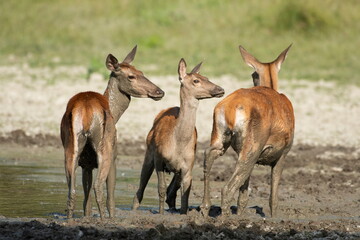 The doe and calf rest in the mud during the hot summer days