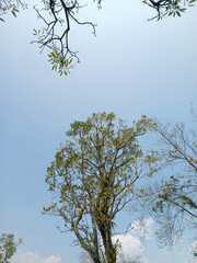 Tall Trees Against Clear Blue Sky