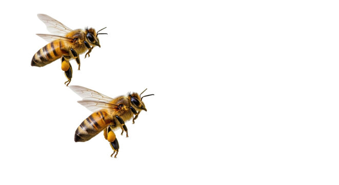 Isolated honeybee flying, two bees with wings spread, nature close up pollination season