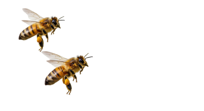 Isolated honeybee flying, two bees with wings spread, nature close up pollination season