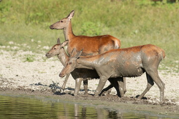The doe and calf rest in the mud during the hot summer days