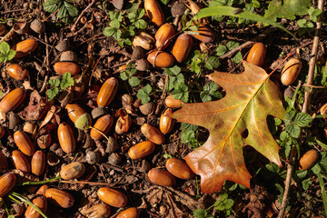 Close-up of autumn acorns lying on the forest ground with a yellow oak leaf resting among green sprouts. The image captures the seasonal change, symbolizing forest life, and the cycle of nature © Ostrovskajah
