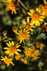 Close-up of yellow wildflowers in autumn, glowing in warm light. The flowers convey cheerfulness and seasonal beauty, making the image ideal for nature themes, botanical backgrounds, greeting cards