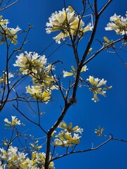 flowers of a white lapacho