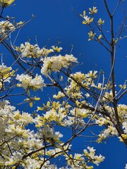 flowers of a white lapacho